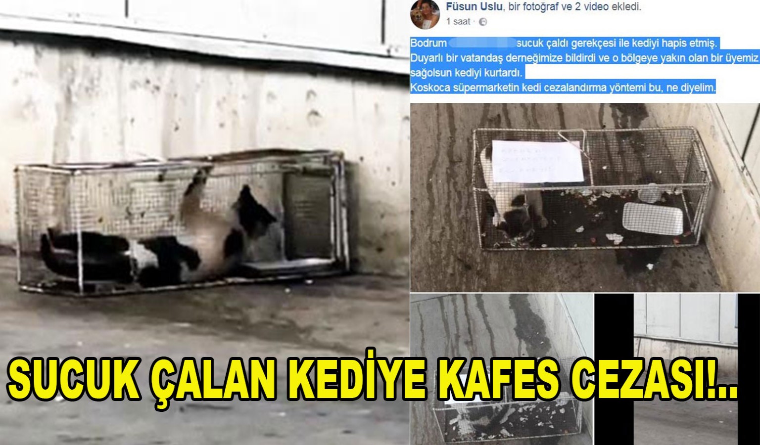SUCUK ÇALAN KEDİYE KAFES CEZASI!..
