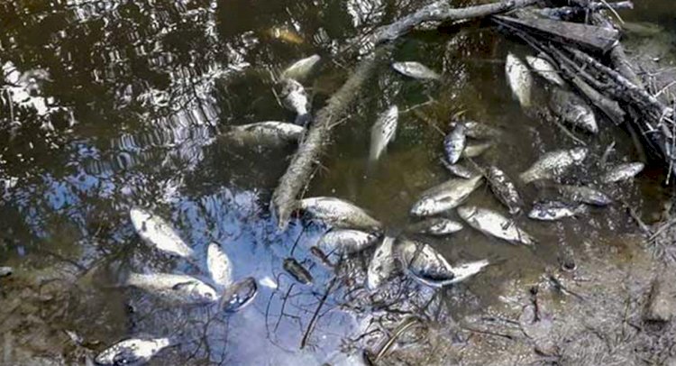 Milas Sarıçay'da Balık Ölümleri!..