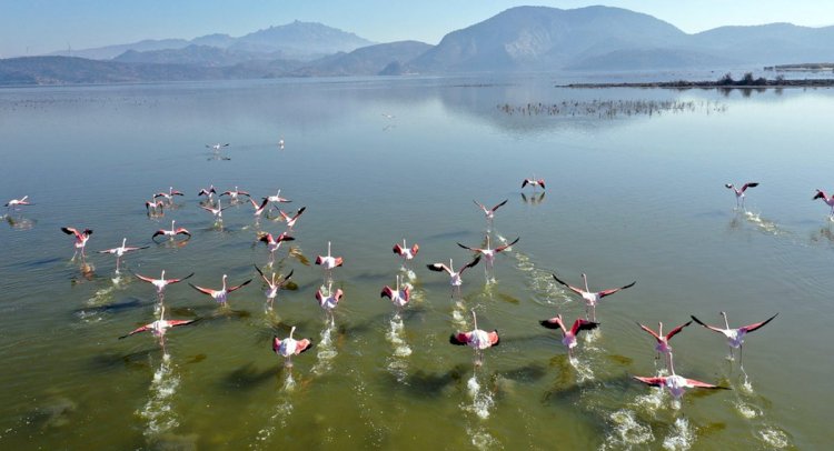 Bafa Gölü Doğa Tutkunlarını Cezbediyor