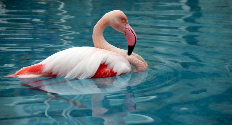 Yaralı Flamingo Otel Bahçesine Düştü