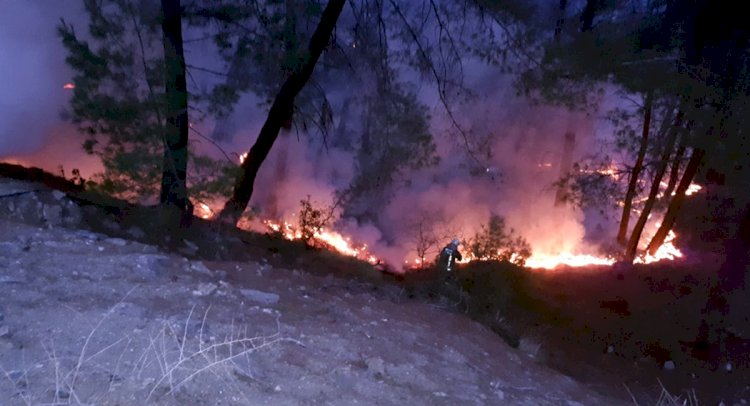 Orman Yangını Büyümeden Söndürüldü
