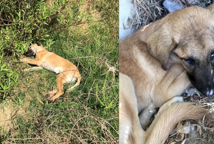 6 Köpek Zehirlenerek Öldürüldü