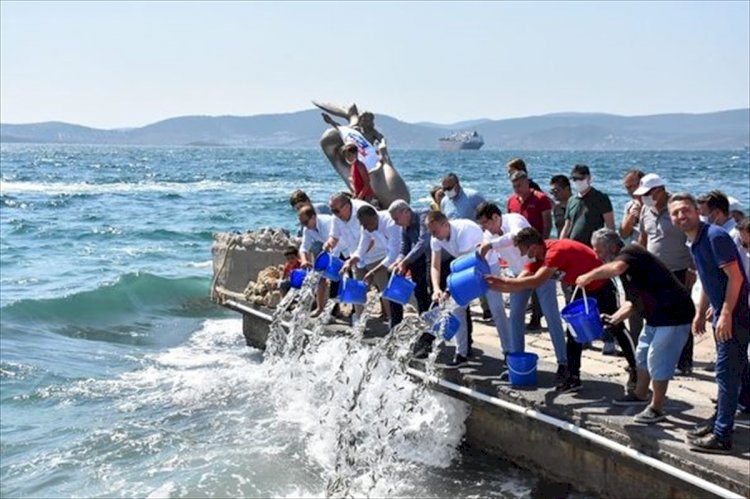 30 Bin Levrek Denize Bırakıldı