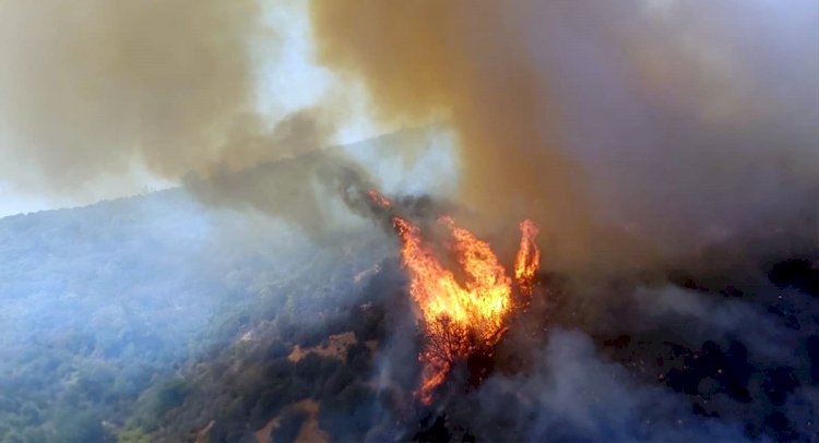Milas’ta Orman Yangını Başladı
