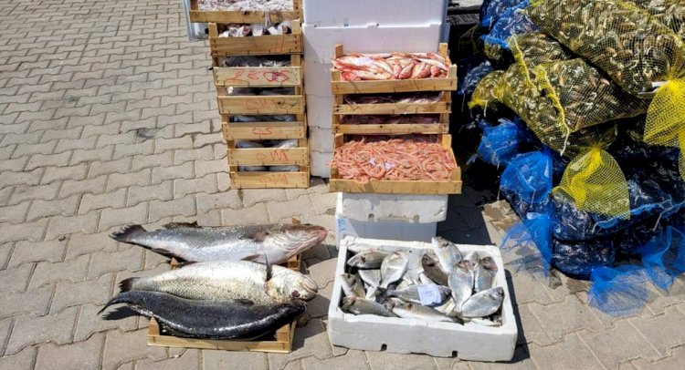 Kaçak Midye ve Balık Taşıyan Kişiye 10 Bin 711 Lira Ceza