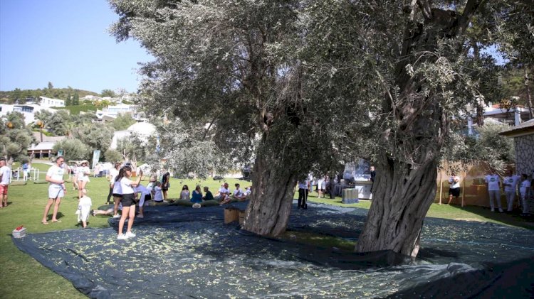 700 Yıllık Ağaçlardan Zeytin Topladılar