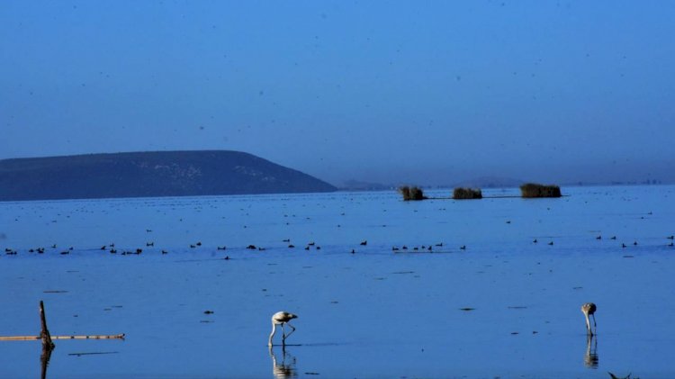Bafa Gölü 261 Kuş Türüne Ev Sahipliği Yapıyor
