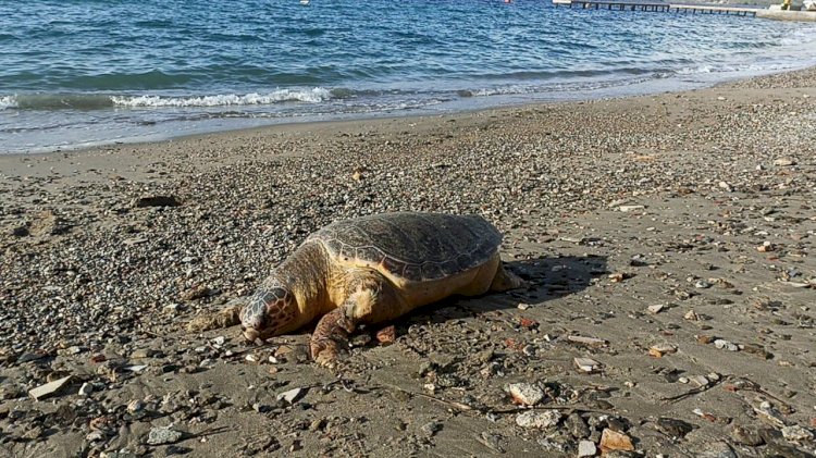 Kaplumbağa Ölüsü Sahile Vurdu
