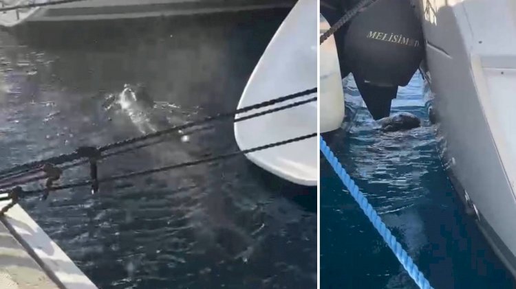 Limanda Akdeniz Foku Görüntülendi