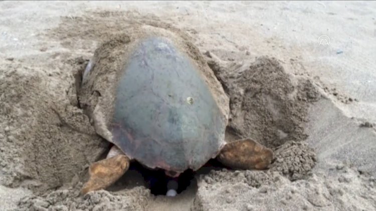 Kaplumbağalar Yumurta Bırakmaya Başladı