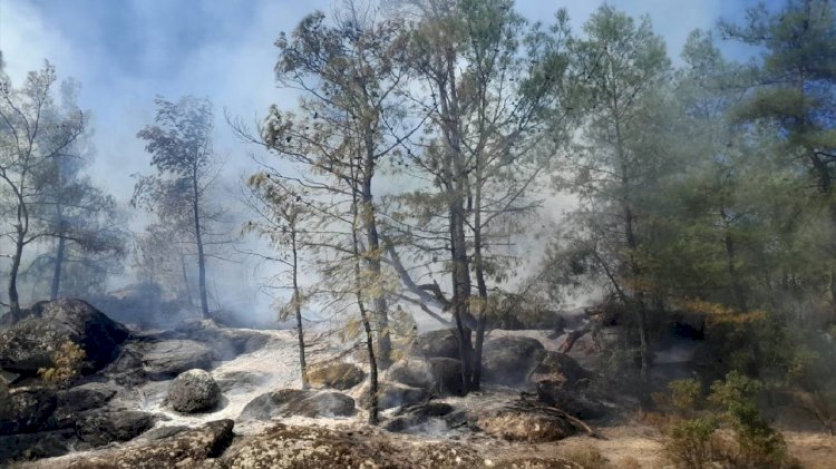 Milas'taki Orman Yangını Söndürüldü