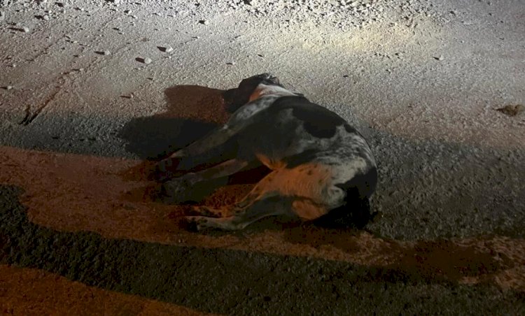 Bodrum’da Kedi Köpek Katliamı