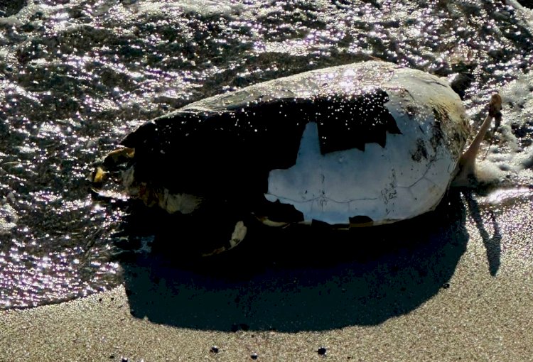 Ölü Kaplumbağa Sahile Vurdu