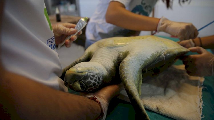 16 Yılda 360 Kaplumbağa Tedavi Edildi